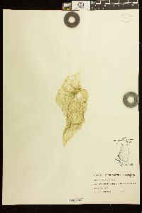 Enteromorpha plumosa image