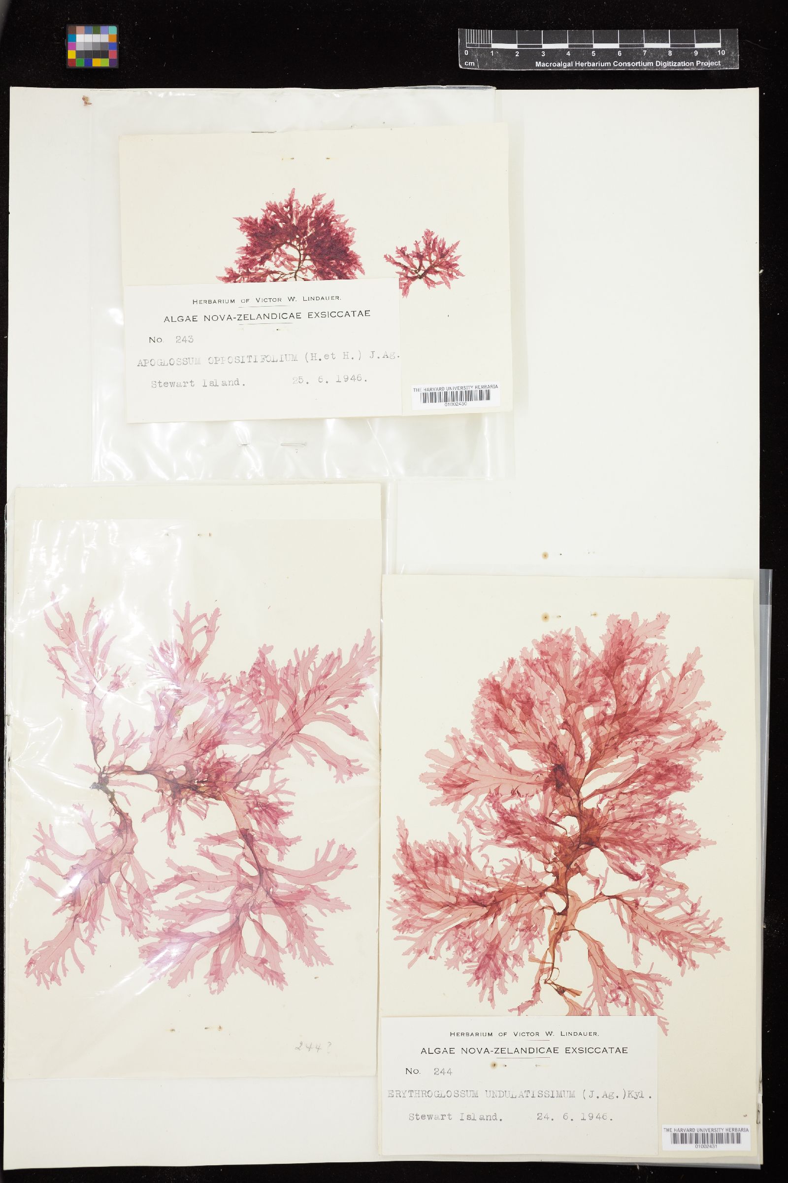 Apoglossum oppositifolium image