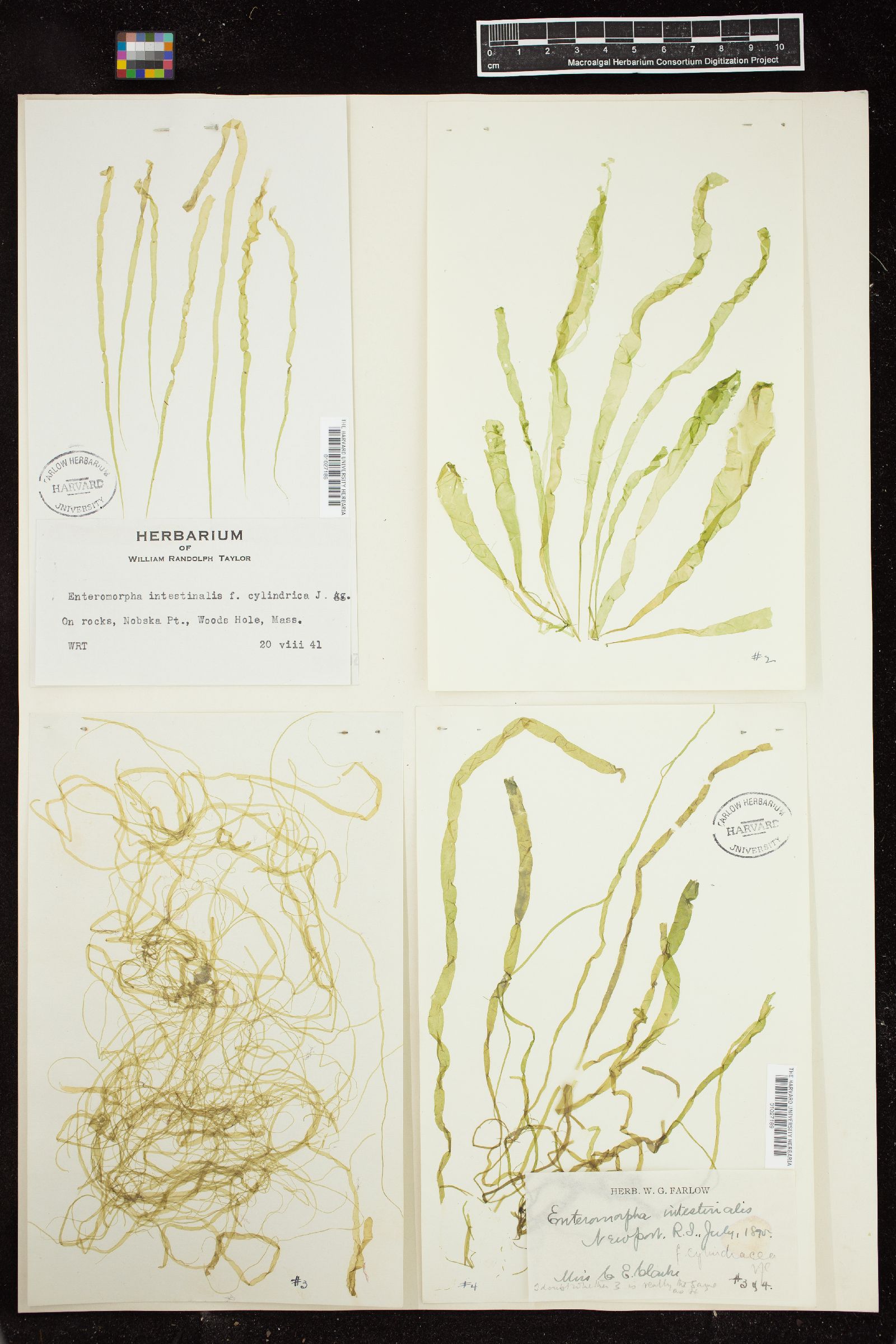 Ulva intestinalis f. cylindracea image