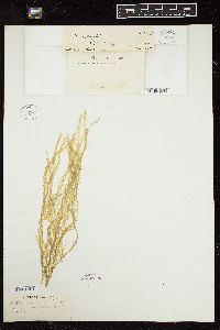 Ulva intestinalis f. cylindracea image