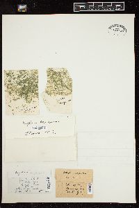 Euglena viridis image