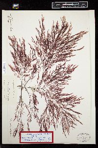 Wrangelia nobilis image