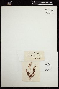 Laurencia arbuscula image
