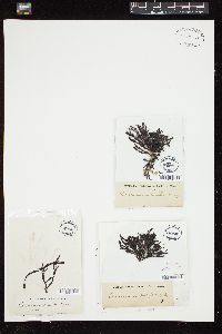 Epiglossum proliferum image