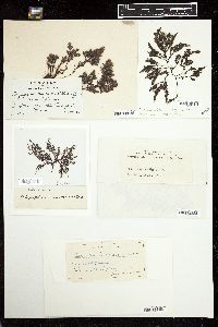 Polysiphonia nigrescens image