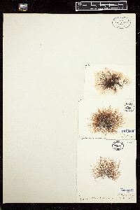 Polysiphonia rhunensis image