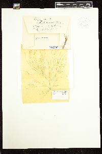 Gracilaria damaecornis image