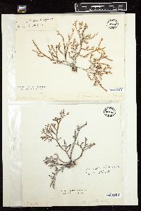 Gracilaria wrightii image