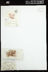 Griffithsia crassiuscula image