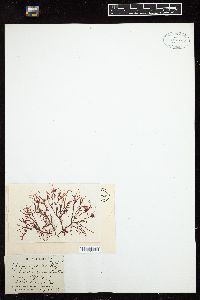 Ahnfeltiopsis polyclada image