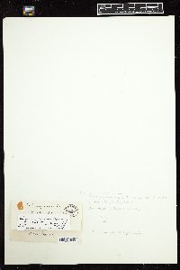 Weeksia coccinea image