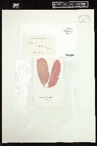 Halymenia latifolia image