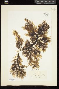 Hymenocladia usnea image