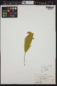 Laminaria ephemera image