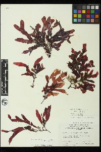 Ozophora clevelandii image