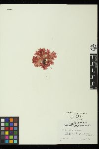 Gloiocladia laciniata image
