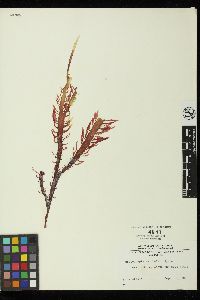 Norrissia setchellii image