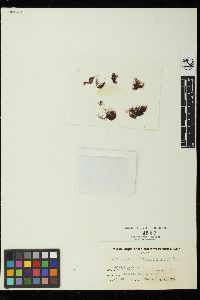 Polysiphonia scopulorum image