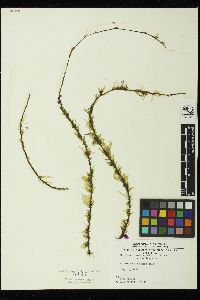 Kornmannia zostericola image