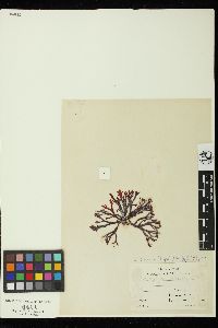 Callophyllis linearis image