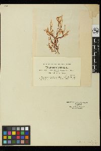 Leptocladia binghamiae image
