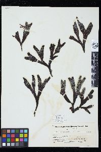 Spongonema tomentosum image