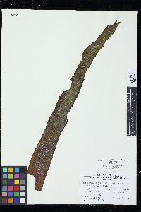 Ectocarpus siliculosus var. pygmaeus image