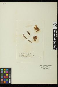 Acrochaete apiculata image