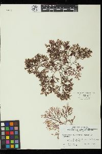 Campylaephora californica image