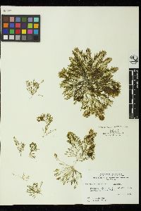 Bryopsis hypnoides image