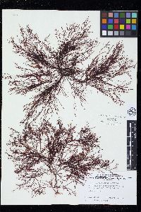 Gelidium arborescens image