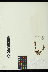 Acrochaetium plumosum image