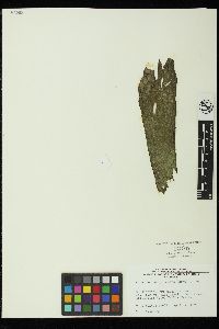 Acrochaetium plumosum image