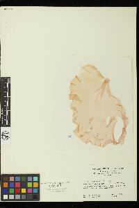 Porphyra miniata image