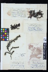 Neorhodomela larix image