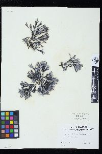 Pelvetiopsis limitata image