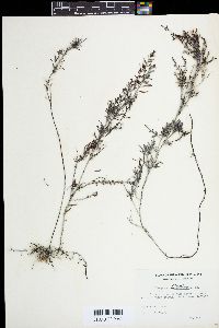 Sargassum polycystum image