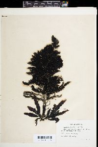 Sargassum fallax image