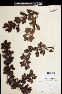 Sargassum duplicatum image