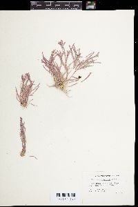 Corallina maxima image