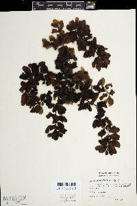 Sargassum duplicatum image