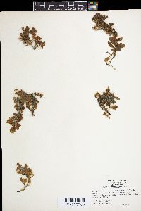 Sargassum duplicatum image