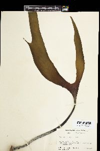 Laminaria setchellii image