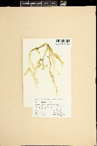 Ulva reticulata image