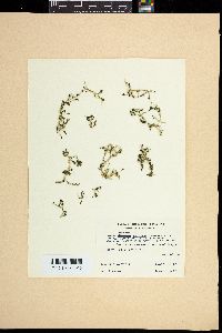 Caulerpa filicoides image