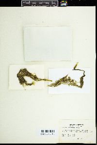 Caulerpa brachypus image
