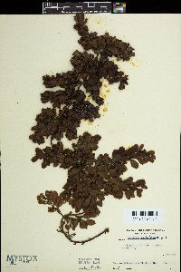 Sargassum duplicatum image