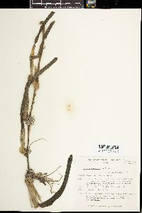 Enhalus acoroides image