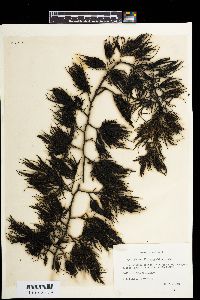 Cystophora siliquosa image