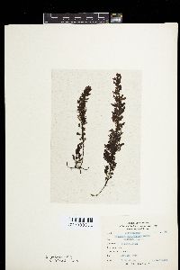 Sargassum duplicatum image